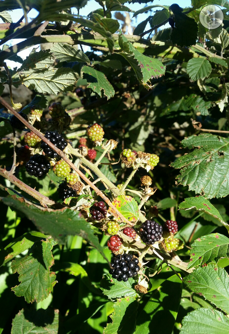 Wildly growing over one of our dry stone walls