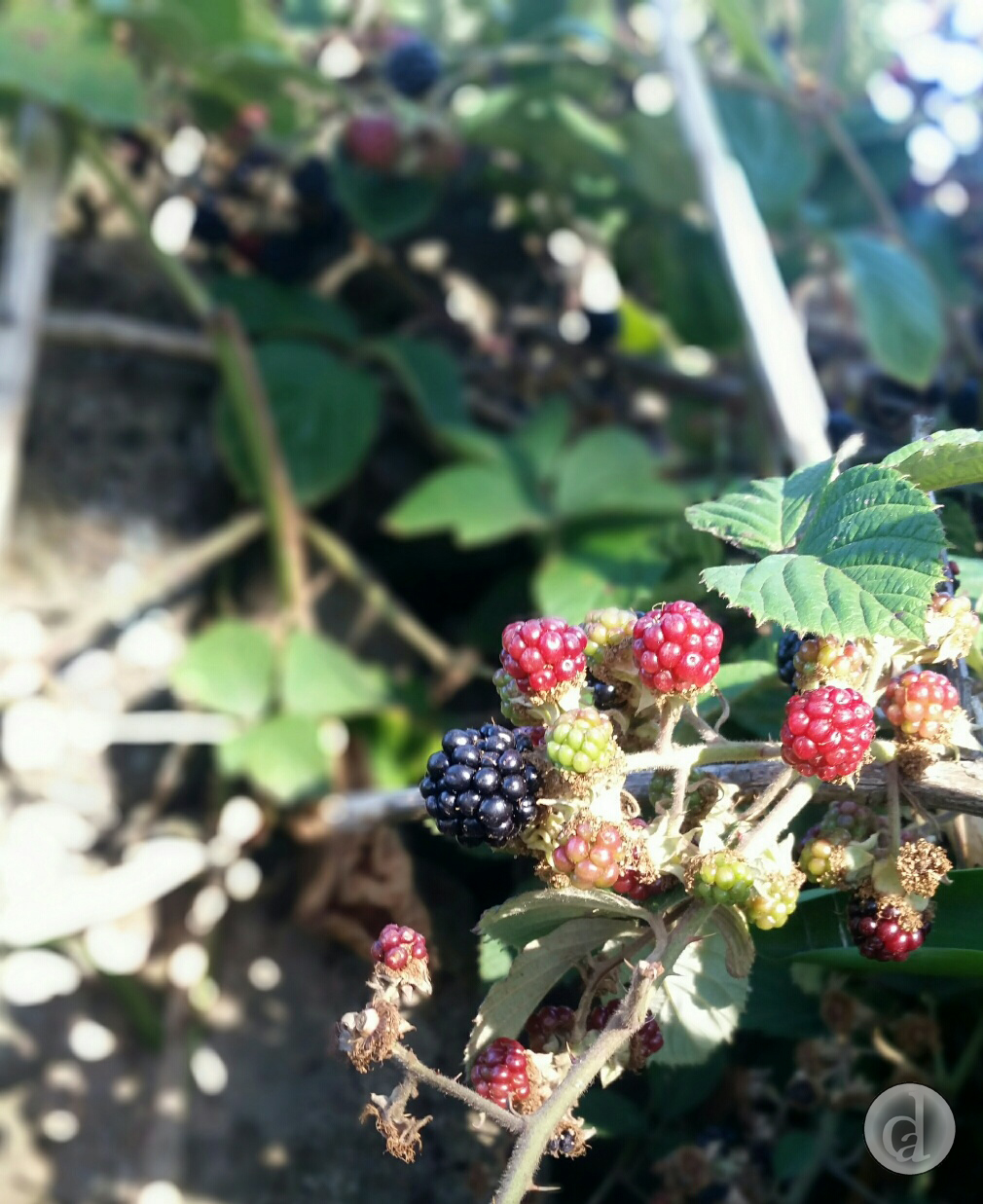 part of our blackberry jam patch